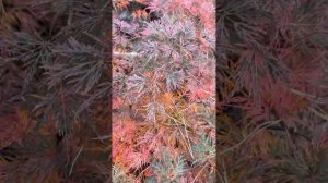 КЛЁН ПАЛЬМОЛИСТНЫЙ “EMERALD LACE”