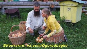 Вяжем лук в косы.Деревенский способ. Проверено временем.