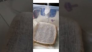 как разводить сверчков