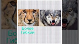 Гепард против волка! Кто же окажется победителем?