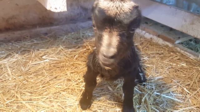 Козы ламанча.