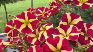 Petunia Amore Queen of Hearts Plants