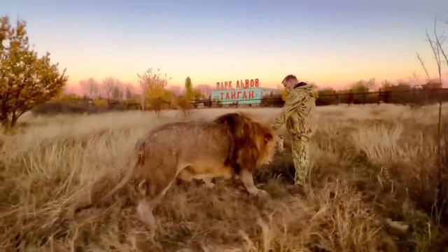ВЫ ТОЛЬКО ПОСМОТРИТЕ! Какой удивительный лев-вожак и как он привязан к Олегу Зубкову! смотреть онлайн