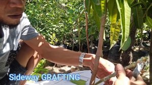 4 BASIC GRAFTING TECHNIQUES. TAGALOG TUTORIAL+TIPS . Gha Agri Tv