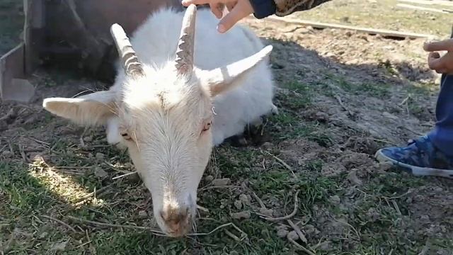 Коза сбежала. ? смотреть онлайн