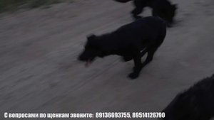 На продаже Чёрные Щенки Немецкой овчарки 4 месяца. Рыжая Бестия