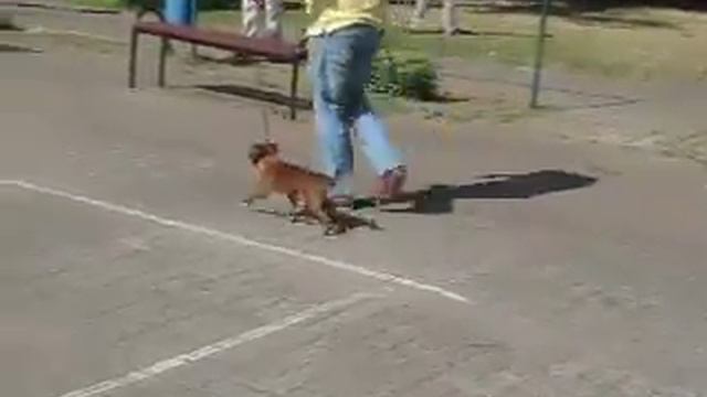 27.07.14 - Созвездие Псов Калининград Гурьевск брабансоны MVI 1092 смотреть онлайн