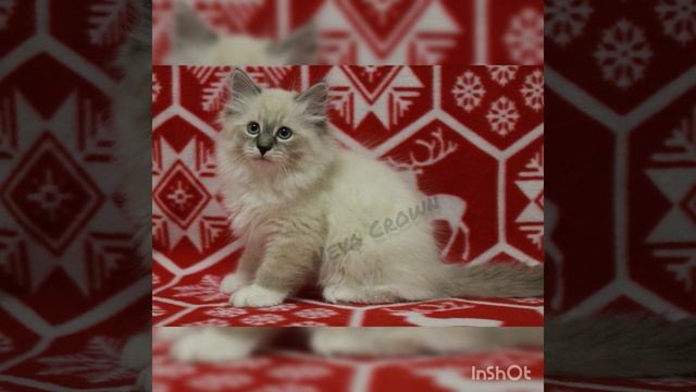 Сибирские котята (2месяца) смотреть онлайн