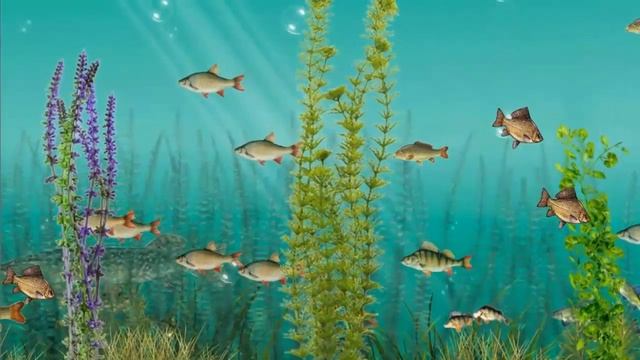 Как определить виды карповых смотреть онлайн