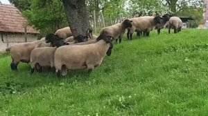 Овцы суффолк и цвартблес! Овцеводство с чего начать? Барашки и овцы из Европы! Разведение овец