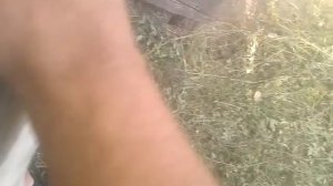 Кролики в вальере 7 дней от роду