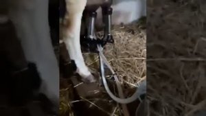 Доильный аппарат Домашний АК 6П для коров