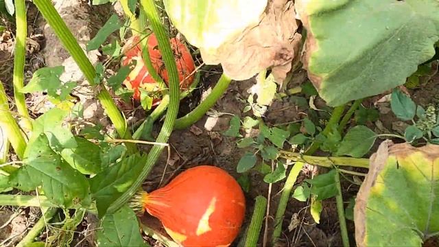 Тыква Каори Кури. Pumpkin Kaori Kuri.