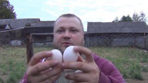 Итоги по курам! Кто лучше кросс или порода! Кого выбрать для получения яиц! Яйценоскость разных кур