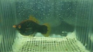 МЕЧЕНОСЕЦ(ЧЕРНЫЙ)РОДЫ