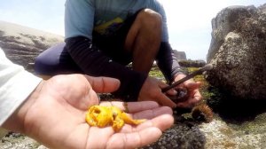 Como sacar y abrir el ERIZO de mar y comer en crudo!! - How to remove and open the sea urchin