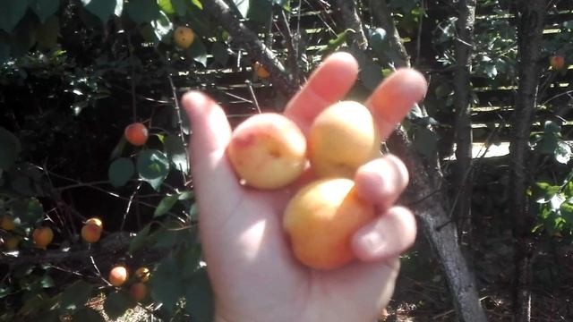 АБРИКОС ЗНАХОДКА (21-78)  (APRICOT FIND) смотреть онлайн