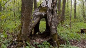 Как растут деревья? How do trees grow?
