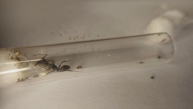 ОХОТА 50 МАТОК Odontomachus Bauri. Эквадорские пистолеты. #Муравьи #Муравьинаяферма #ВГУМ #ОХОТА