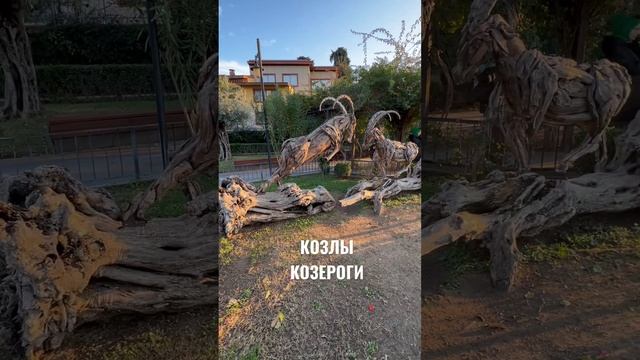 КОЗЛЫ КОЗЕРОГИ. АНТАЛЬЯ ТУРЦИЯ. январьь2023