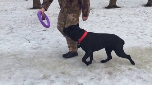 Дрессировка щенка Кане Корсо (занятие 2). Воспитание и послушание