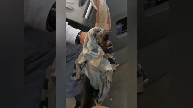 Ловля судака на приманку DEPO Street Worm Twist 124 Куйбышевское водохранилище смотреть онлайн