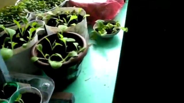 пикирование саженцев цветочной рассады