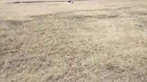 Собаки напали на кошку, спасение бедолаги.