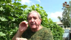 🍇 Длинные пасынки или свисающий прирост винограда? Часть 1 - Оптимальная длина пасынков