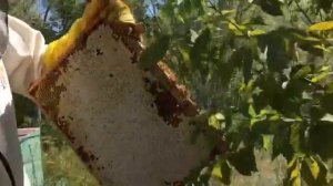 Выемка рамок с мёдом из улья