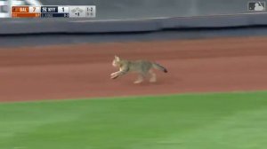 В Нью-Йорке кот несколько минут бегал по бейсбольному стадиону