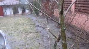 Обрезка груши. САД РАСТУЩИЙ В ТЕНИ.