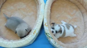 ВСЁ НЕОБХОДИМОЕ ДЛЯ СОДЕРЖАНИЯ  ЧИХУАХУА #ПРОДАЮШЕНКАЧИХУА( ПИТОМНИК "МАРИ МИСТИК" )