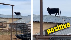 Очередная доза позитива для поднятия настроения #43. Корова вьет гнездо на крыше