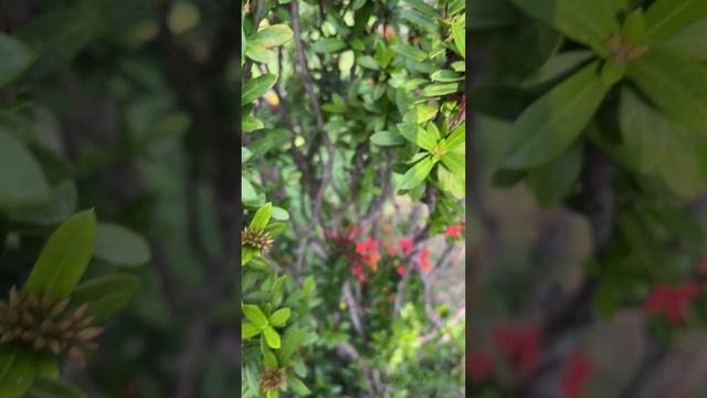 Пламя Шивы Иксора (Ixora coccinea)