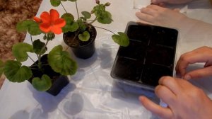 Семена из Китая Пеларгония посев Комнатные цветы герань с Алиэкспресс