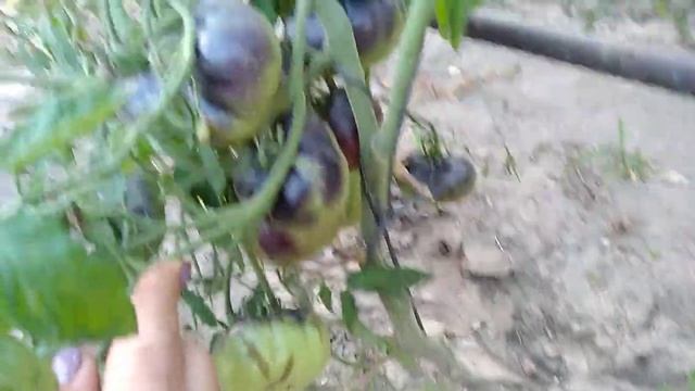 Томат-Сучава??? смотреть онлайн