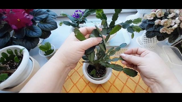 Как я прищипываю свои Декабристы(Шлюмбергеры,Зигокактусы)Schlumbergera,Zygocactus
