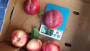 Нектарин Супер Квин (Super Queen) 29.07.2020 persikovod.com