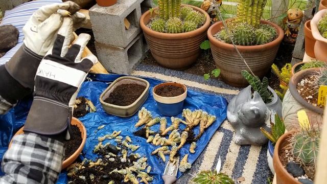 Mammillaria gracilis fragilis aka Snowball Cactus смотреть онлайн