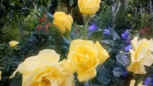 Роза Фрезия ,флорибунда,цвет не выгорает,самая жёлтая. 1,2 м.    #Fresia #Kordes1977 #мойсад2020