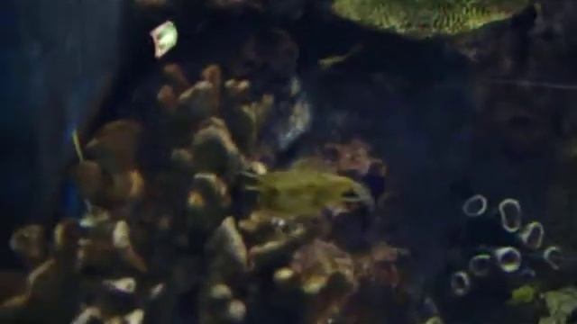 Мой фотоаппарат 1653 смотреть онлайн