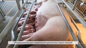 Содержание животных. Современные технологии животноводства