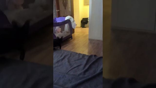 Ориентал - лучшая порода! Кошка - собака! Котопёс! Верный друг и приятный собеседник!