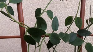 Цветут хойи/Лакуноза,Литофитика, Миндоренсис/hoya Lacunosa laos, Mindorensis Red, Lithophytica?