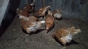 Домик в деревне. Вечерний сбор яиц.