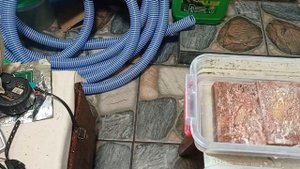 Аулофорус Подмена воды Выращивание аулофоруса Аулофорус содержание
