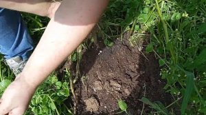 Картофель ред скарлет пробуем копать. Молодая картошка