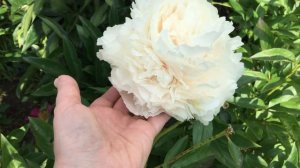 Пион SOLANGE/Соланж