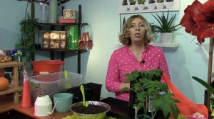 Томаты подросли???? Давайте пересаживать их правильно!!! Телеведущая Марина Рыкалина расскажет как